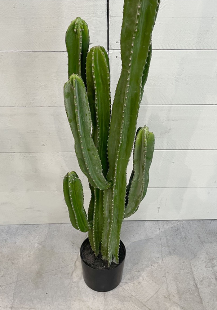 cactus-euphorbia