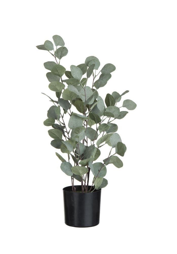 Eucalyptus En Pot En Plastique Grand Modèle