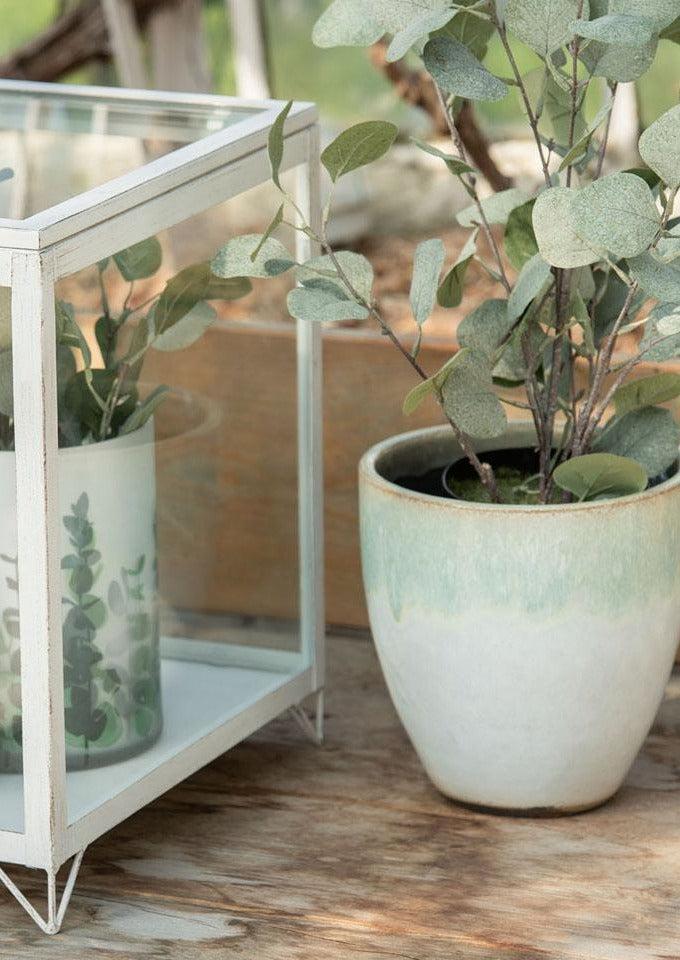 Eucalyptus En Pot En Plastique Grand Modèle