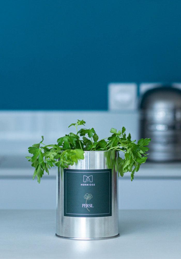 Boite Aromate Persil