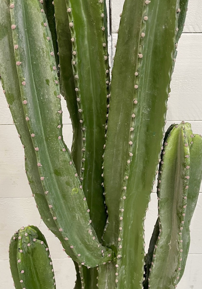 cactus-euphorbia